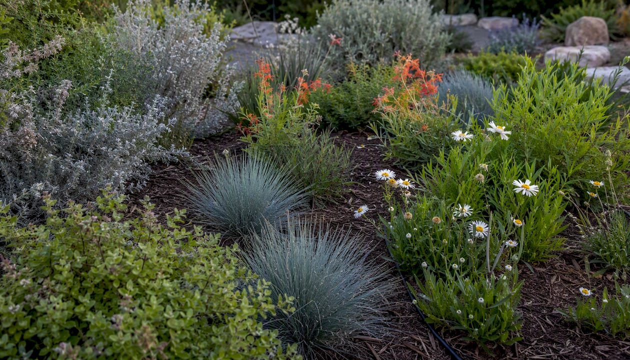 Native plants in a garden bed with drip irrigation