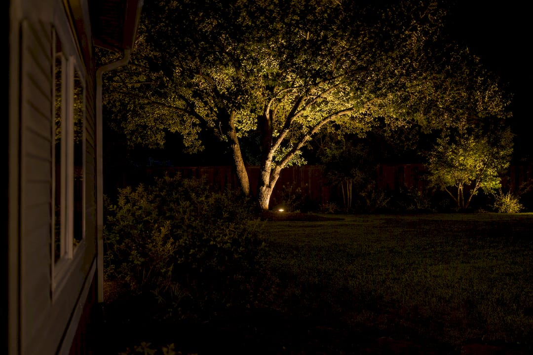 Wide-beam uplight softly lighting tree canopy