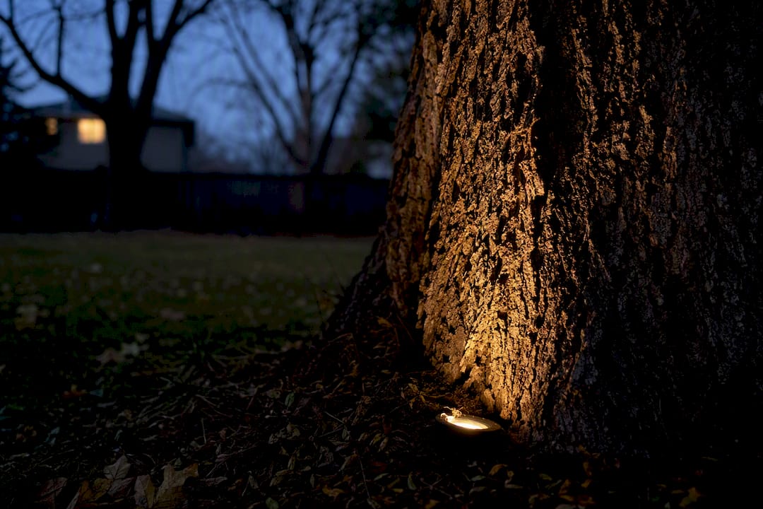 Warm LED uplight accenting tree bark texture