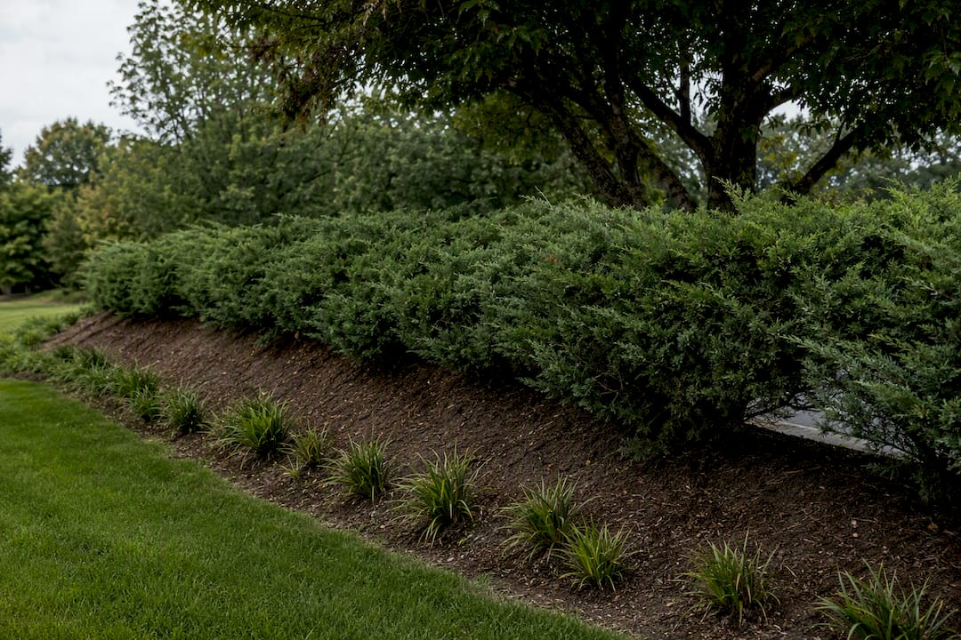 Planted berm creating apartment property buffer